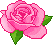 pinkrose